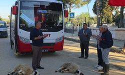 Yeni otobüs hatları için kutlama: Köylüler kurban kesti