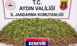 Zeytinlikte uyuşturucu serası: 208 kök kenevir ele geçirildi