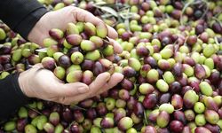 Zeytinyağı üretiminde Türkiye rüzgarı: Üretim yüzde 92 arttı