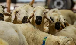 TZOB açıkladı: Kurbanlık fiyatları belli oldu