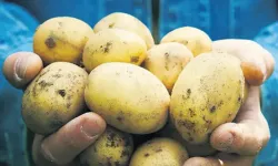 Savaş patates fiyatlarını yüzde 700 artırdı
