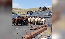 Kurbanlık koyun yüklü kamyonet devrildi: 1 ölü