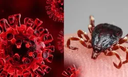 Kene kabusu yeniden hortladı: 1 kişi can verdi