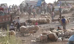 Kurbanlık alanın işi bitmiyor: Asıl masraf kesimden sonra başlıyor