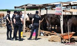 Tekirdağ'da kurban kavgası: 5 yaralı, 5 gözaltı!