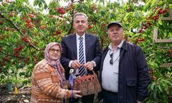 Ege’de hasat başladı: İlk kirazlar ihracata gitti