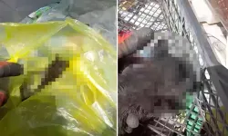 'İnsanlık ölmüş' dedirten olay: Yavru kedileri poşete koyup çöpe attılar