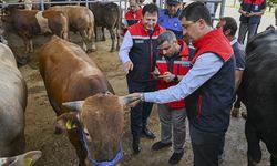 Kurban Bayramı öncesi 4 milyonu aşkın hayvan denetlendi