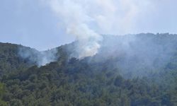Muğla'da orman yangını!