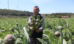 Seferihisar’da enginar hasadı başladı