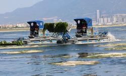 Büyükşehir’den Körfez’de deniz marulu mesaisi