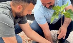 AK Partili Balyemez'den 'sembolik' tepki: Çukura incir dikti!