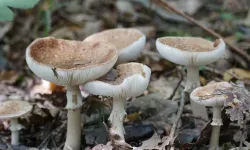 Yabani mantardan zehirlenen 1 kişi öldü, 5 kişi tedavi altında