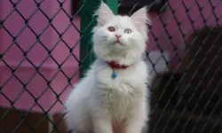 Van Kedi Villası'nda ilk dönem 100 yavru doğdu