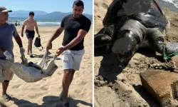 İzmir’de vahşet: Yüzgecine parke taşı bağlanan caretta caretta ölü bulundu!