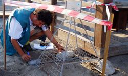 Kemer sahillerinde 38 deniz kaplumbağası korumaya alındı