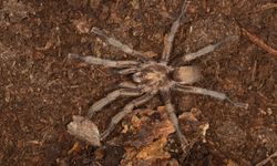 Aydın'da bulunan tarantula Türkiye hayvan varlığına kaydedildi!
