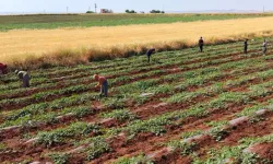 Karpuz'da hasat bu yıl gecikecek