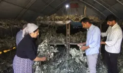İpek böcekçiliği 170 ailenin geçim kaynağı