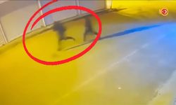 Silahlı suç örgütüne operasyon: 15 tutuklama!