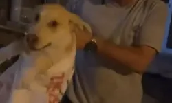 Çuvala koyulan köpeği, kadın kurtardı