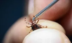Aydın'da kene ısırığı sonrası acı haber!
