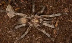 Türkiye'nin yeni tarantula türü tescillendi!