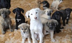 NATO zirvesi öncesi 'köpekleri toplayın' yazısı!