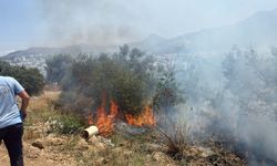 Bodrum'da 1 dekar alan küle döndü