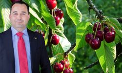 Özken’den ‘kiraz üretimi’ yorumu: Dünyada lideriz, ihracatta Şili'nin gerisindeyiz!