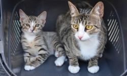 Erkek sanılan kedi doğurdu!