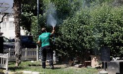 Balçova’da haşerelere karşı kapsamlı mücadele!