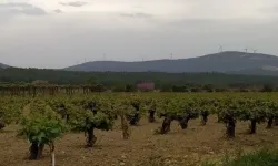 Jeotermale karşı "zeytinlik" kalkanı!