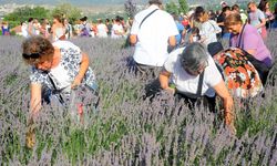 Lavanta Hasat Şenliği için geri sayım başladı!