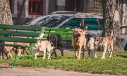Hayatı Onlarla Paylaşan Eller Derneği'nden nefret söylemi uyarısı