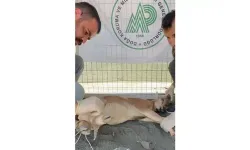 Koruma altındaki yaban keçisini yaralayan avcıya 1,2 milyon lira ceza!