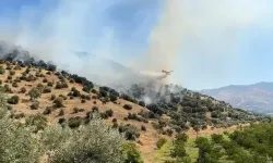 Aydın'da maki yangını!