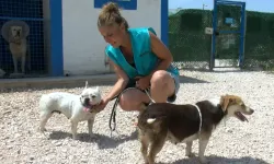 Geçici hevesle alınıp terk edilen cins köpekler, sahiplenilmeyi bekliyor