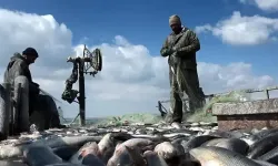 İnci kefalinde av sezonu başladı!