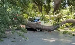 Çınar ağacı park halindeki otomobilin üzerine devrildi