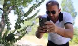 Nesli tehlike altında bulunan Siirt adaçayı çiçek açtı!