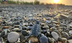 Sahillerde yavru caretta heyecanı!