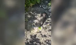 Betonda mahsur kalan yavru köpeği itfaiye kurtardı!