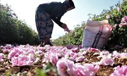 Gül hasadında son 10 yılın en verimli sezonu!