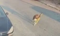 Sokak köpeğine çarpıp ölümüne neden olan sürücü tutuklandı!