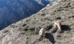 Ayı saldırısına uğrayan kişi yaralandı