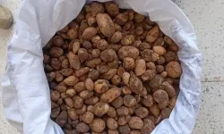 İzinsiz salep toplayan 4 kişi ile biyokaçakçılık yapan 2 kişiye 4 milyon lira ceza!