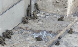 Yağmur yağdı böyle oldu: Kurbağa istilası