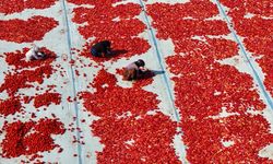 Kırmızı altın ovayı sardı: Domateste kurutma mesaisi başladı
