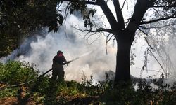 Otluktan zeytin bahçelerine sıçrayan yangın kontrol altında